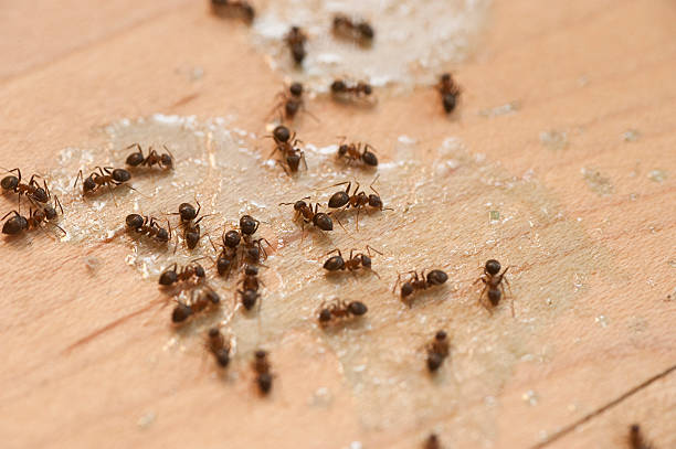Pest Control Cost in Sharon, PA